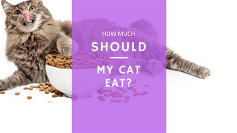 Think about this for a moment: How Much Should a Cat Eat? | Cats Are On Top