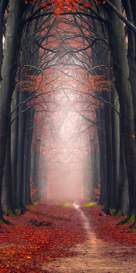 Download 1080x2160 Wallpaper Autumn Big Tree Foliage Pathway Honor