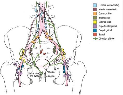 Pelvic Sidewall Anatomy