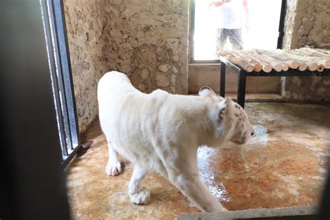 Un tigre de bengala albino nuevo atractivo en el zoológico La Reina de
