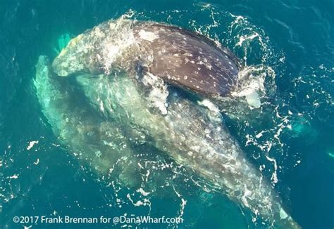 Video Of Three Whales Mating Taken Off Dana Point Headlands Orange