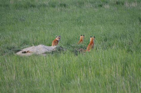 Free Images Nature Grass Meadow Prairie Wildlife Red Fox Fauna