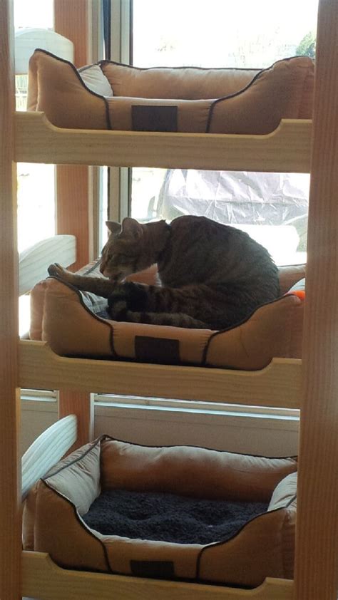 Triple Decker Cat Bunk Beds Cat Bunk Beds Bunk Beds Bed