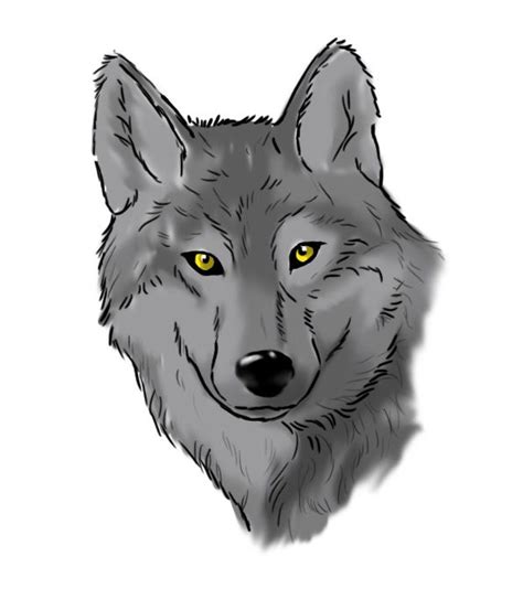 Dessiner une tête de loup Comment dessiner un loup Loup Dessin de loup