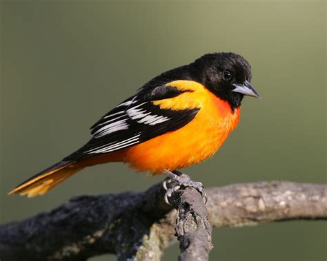 Wallpaper Orange Black Feathers Bird 1920x1200 Hd Picture Image