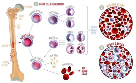 All About Red Blood Cells Facty Health