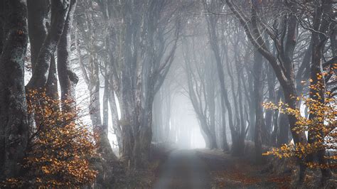 Forest Road Covered With Snow Fog Hd Nature Wallpapers Hd Wallpapers