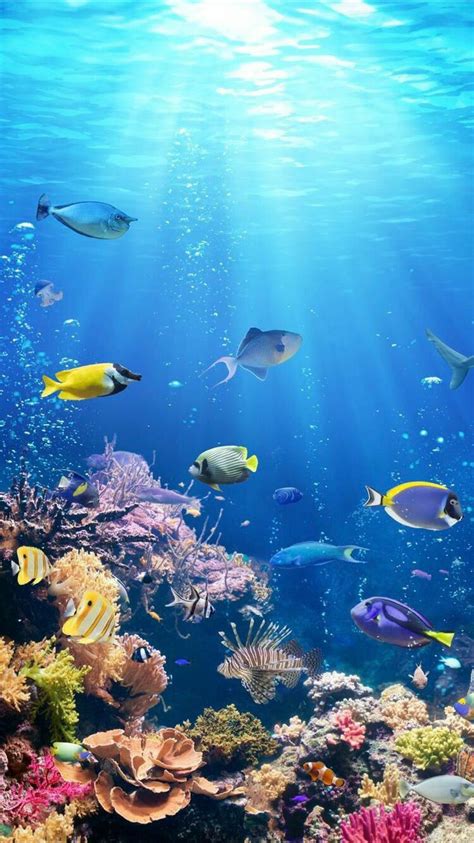 Smartphone Hd Wallpaper Underwater Wallpaper Ocean Wallpaper Sea