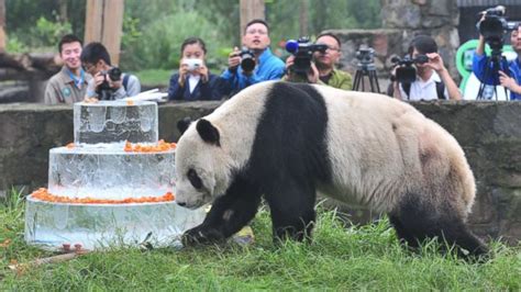Oldest Known Panda Pan Pan Hits 30 Abc News