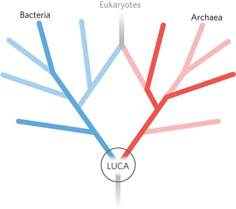 Last Universal Common Ancestor Alchetron The Free Social Encyclopedia