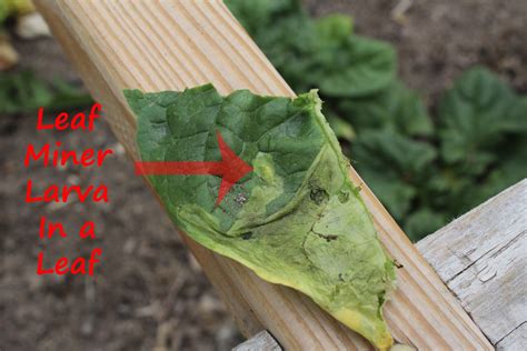 A Miner Problem Dealing With Leaf Miners In Your Garden