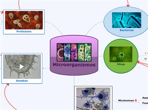 Microorganismos Mapa Mental Amostra
