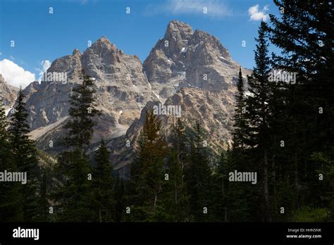 The Cathedral Group Of Teton Peaks Above Evergreen Trees In The North