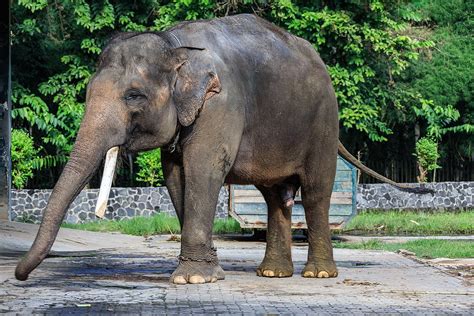 Sumatran Elephant Animal Of The Day