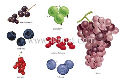 Food And Kitchen Food Fruits Berries Image Visual Dictionary