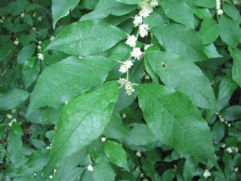 Ilex Verticillata Common Winterberry Go Botany
