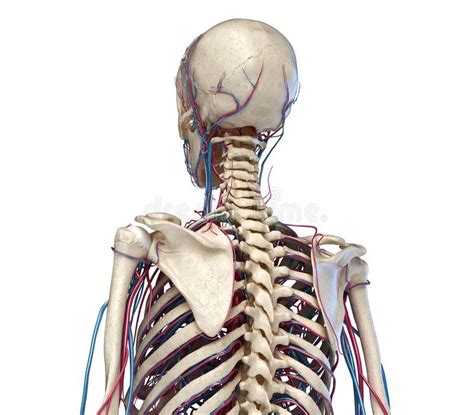 Human Anatomy Skeletal System Of The Torso Front Perspective View