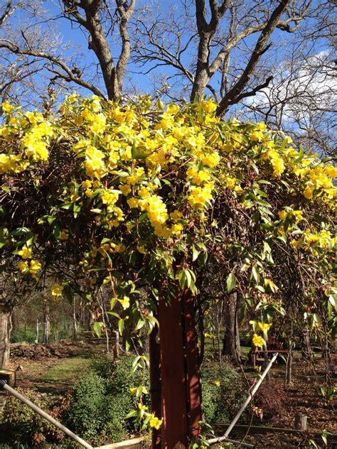 Try using jasmine flowers in usa. Carolina jasmine in north Texas. | Plants, Carolina ...