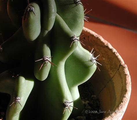 This cereus peruvianus monstrose is a gorgeous specimen, well established and actively growing. Curvy cactus (Cereus peruvianus 'monstrosus') - a photo on ...