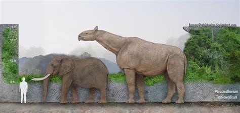 Paraceratherium Transouralicum African Elephant Mammals Animals