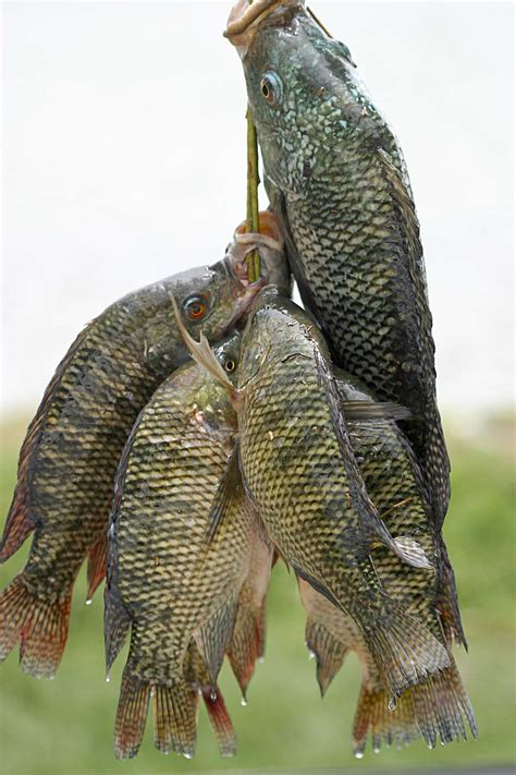 Filefresh Tilapia Wikimedia Commons