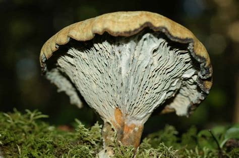Minnesota Mycological Society - A Society for the Study of Mushrooms ...
