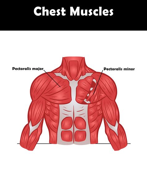 Chest Muscle Diagram Male