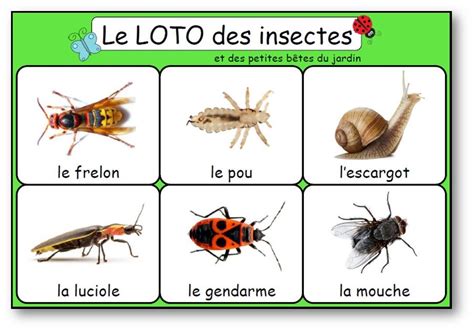 Le Loto Des Insectes Et Des Petites Bêtes Du Jardin Artofit