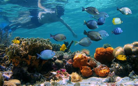 Boi Bahamas Snorkeling