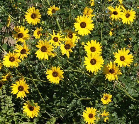 Prairie Sunflower Helianthus Petiolaris Applewood Seed Company