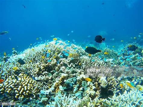 Underwater Sea Life Photos And Premium High Res Pictures Getty Images