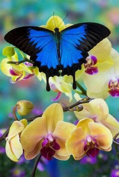 Butterfly Kisses Butterfly Flowers Blue Butterfly Beautiful Bugs