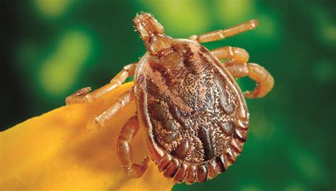 What It Means To Dream Of Ticks The Meaning Of Dreams
