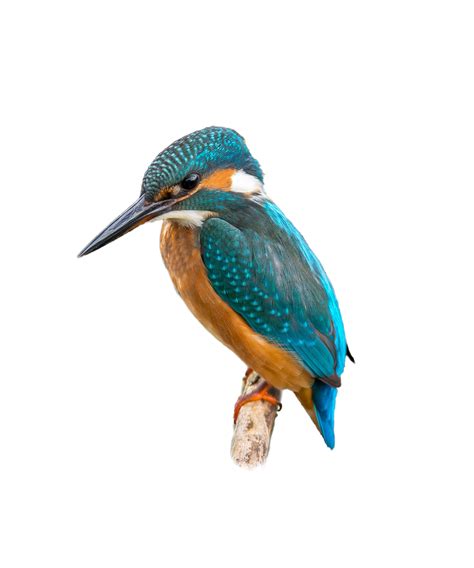Kingfisher Bird Png Images Transparent Background Png Play