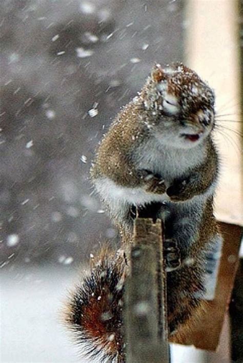Squirrel In Winter Cute Squirrel Animals Beautiful