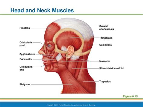 Ppt Head And Neck Muscles Powerpoint Presentation Free Download Id