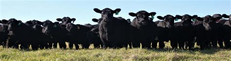 escambia county beef cattle and forage bootcamp uf ifas extension escambia county