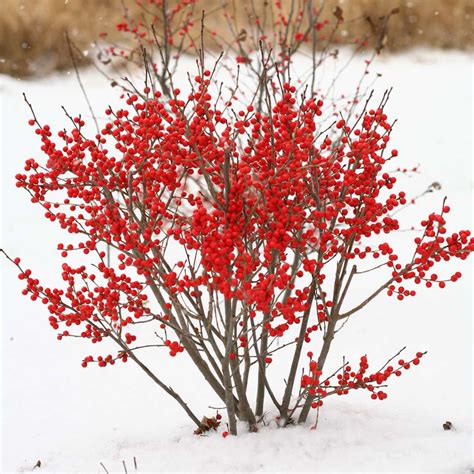 Berry Poppins Winterberry Landscape Design Installation