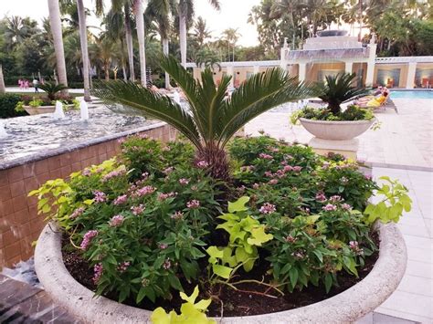 No matter what your gardening interests, there's a website that will either provide you with information, sell you plants, or help you discover something new. Pin by Pam Sellers on Florida Gardening | Florida ...