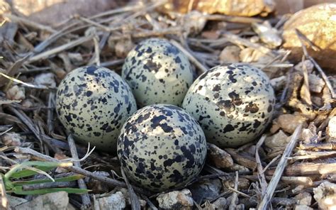 Quick Facts About Bird Eggs Birding World