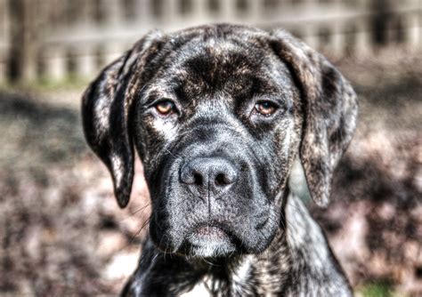 English Mastiff Brindle English Mastiff Brindle Flickr