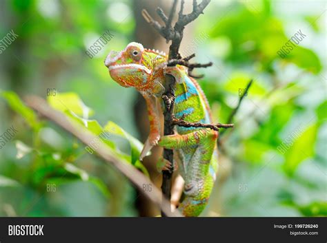 Chameleon Furcifer Image And Photo Free Trial Bigstock