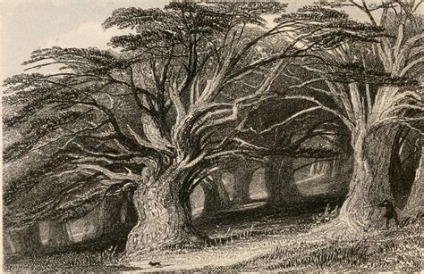 The Druids Grove Norbury Park By Thomas Allom 1804 1872