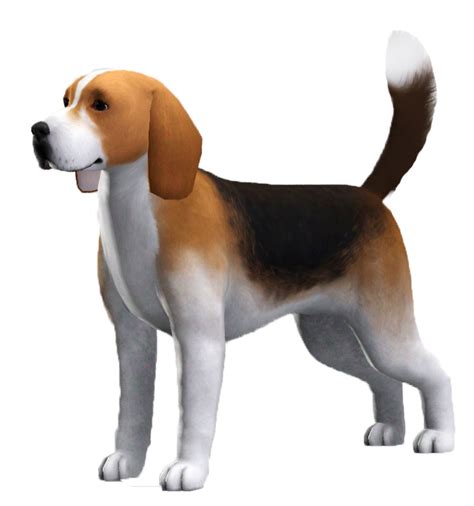 Beagle Sims United Kennel Club