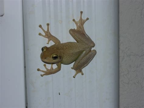Nisaw 2017 Cuban Treefrog—invasive Invader In Florida Panhandle Outdoors
