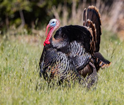 A Male Wild Turkey Meleagris Gallopavo With Its Snood A Flickr