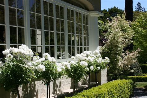 White Rose Trees With Boxwood Hedges Very Pretty But Wonder How Well