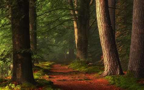 Nature Landscape Forest Path Sunlight Trees Morning Peace