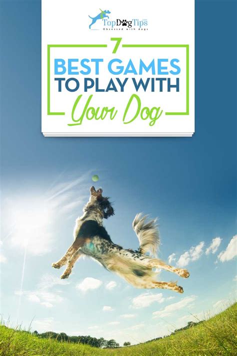 7 Best Games To Play With Dogs Top Dog Tips