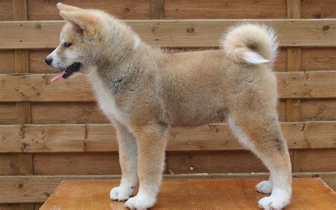 Akita Inu Puppies Breed Information And Puppies For Sale